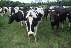 Fines have bite for animal activists