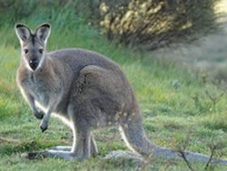 Kangaroo Cull lowers its sights