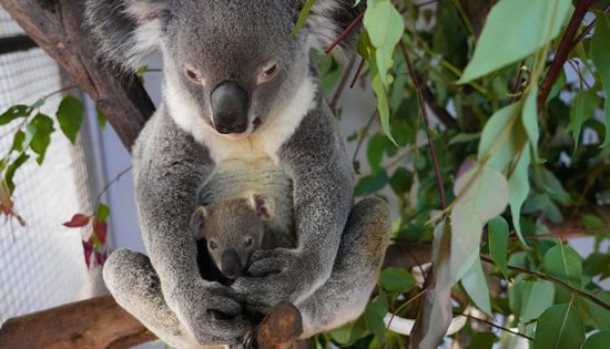 Queensland, China and more…
