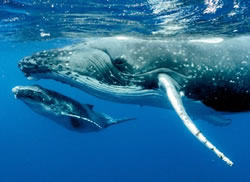 Coastal visitors have whale of a time