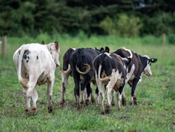 Pasture trials have ground covered