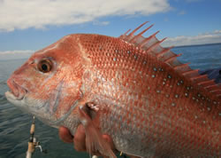 Researchers seek to snap up snapper