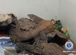 Wildlife seized in smuggling bust