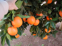 Fruitful facts on citrus varieties