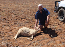 Farmers’ bitten by wild dogs control costs