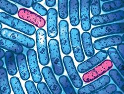 GPs prescribe superbugs in medical trial