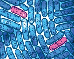 GPs prescribe superbugs in medical trial