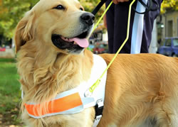 Assistance animals win accreditation