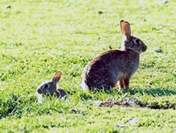 Parks Victoria gets jump on rabbits