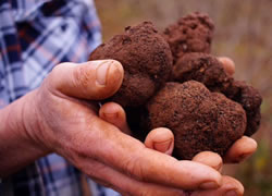 DPIRD digs up new guide for truffles