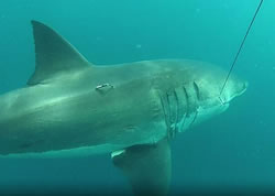 DPIRD crew play tag with sharks