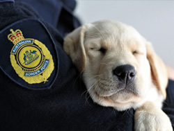 ABF volunteers to go to the dogs