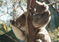 Evacuated koalas find their way home