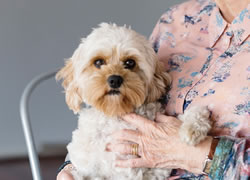 Seniors’ dogs to make pawfect partners