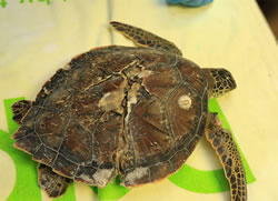 Boats strike death sentence for turtles