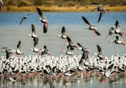 Gippsland Lakes tap into drought relief