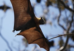 Researchers raise bats for virus tests