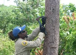 Rangers take off to beat fruit flies