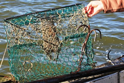 Fisheries officers crabby over pots