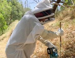 Agency takes sting out of wasp plague