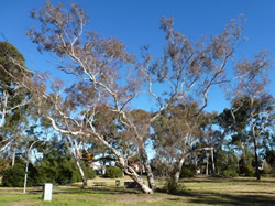 ACT schoolkids audit their trees