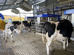 Solar-powered robotic dairy: NSW farm heads into the future