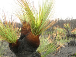 Bushfire victims show signs of recovery