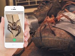Critterpedia app, like Shazam for spiders