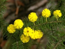 Endangered wattles out for Wattle Day