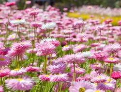 Kings Park plants blooming good Festival