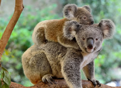 Rebuilders exempt from koala policy