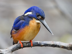 One of the Northern Territory’s greatest nature events