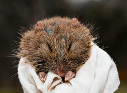 Native rodent feared under threat