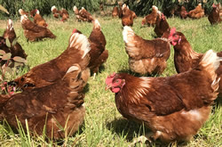 Chickens to be traced across the road