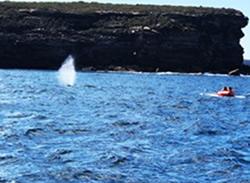 Life not a beach for tangled humpback