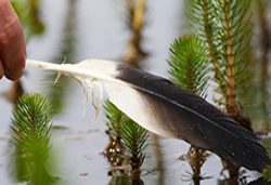 Bird scientists feather nests