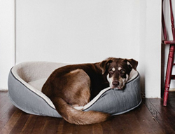 Stranded pets policy gets more teeth