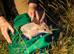 Bilbies come home 100 years later!