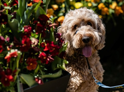 Reimagined Floriade imagines pets on final day