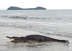 Missing dog sparks croc alert