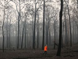 Joint effort to bring forests back to life