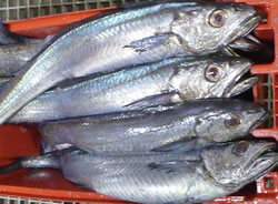 Fisheries study finds management on line
