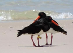 Endangered species in danger on beach