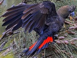 Cockatoo count hatched for volunteers