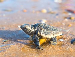 Turtle centre to splash open again