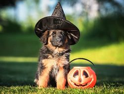 COVID to make appearance at Halloween