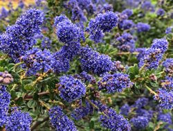 IP Australia flourishes with plant growers