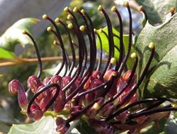 Rare grevillea ‘cleared away’