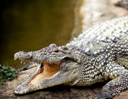 Captured croc becomes house guest