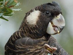 New perch for rare cockatoo